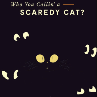scaredy cat - one of the haloween newsletter examples